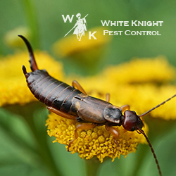 White Knight Pest Control, Inc. image 6