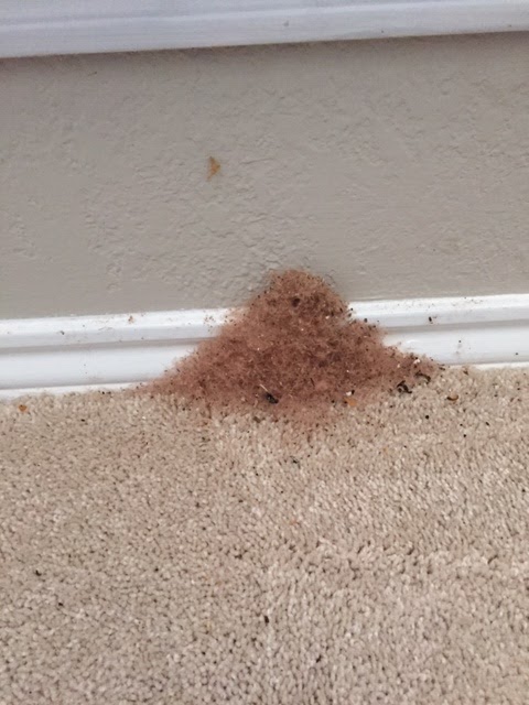 Sureguard Termite & Pest Services of Dallas image 6
