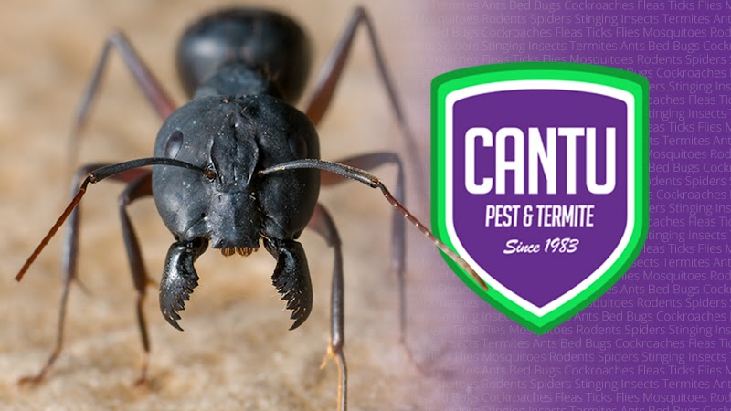 Cantu Pest & Termite image 1