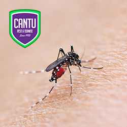 Cantu Pest & Termite image 4