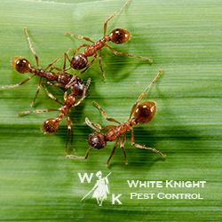 White Knight Pest Control, Inc. image 3