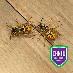 Cantu Pest & Termite image 7